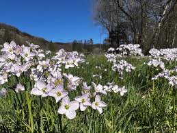 Attēlu rezultāti vaicājumam “Cardamine pratensis flower”