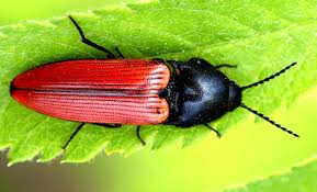 Attēlu rezultāti vaicājumam “Ampedus sanguinolentus”