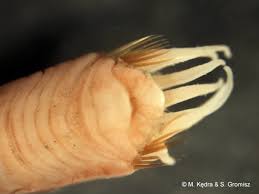 Attēlu rezultāti vaicājumam “Amaurochaete sp.”