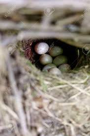 Attēlu rezultāti vaicājumam “Erithacus rubecula nest”