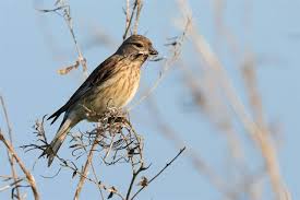 Attēlu rezultāti vaicājumam “Carduelis cannabina”