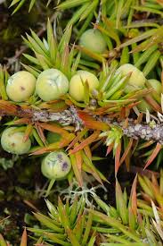 Attēlu rezultāti vaicājumam “Juniperus communis”