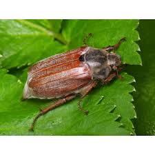 Attēlu rezultāti vaicājumam “Melolontha melolontha imago”