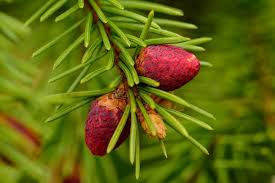Attēlu rezultāti vaicājumam “Picea abies female flower”