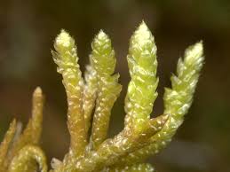 Attēlu rezultāti vaicājumam “Pseudoscleropodium purum”