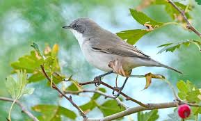 Attēlu rezultāti vaicājumam “Anser albifrons adult”