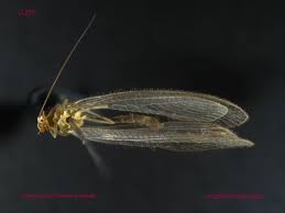 Attēlu rezultāti vaicājumam “Chrysopidae imago”