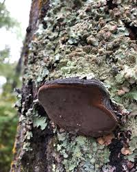 Attēlu rezultāti vaicājumam “Phellinus tremulae”