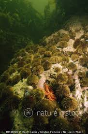 Image result for Strongylocentrotus droebachiensis