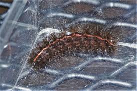 Attēlu rezultāti vaicājumam “Spilosoma lutea larva”