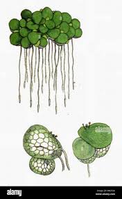 Attēlu rezultāti vaicājumam “Lemna gibba”