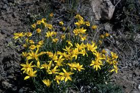 Attēlu rezultāti vaicājumam “Stenotus binotatus female”