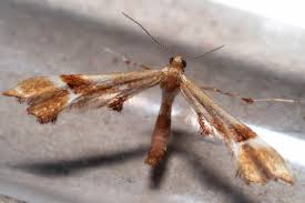 Attēlu rezultāti vaicājumam “Cnaemidophorus rhododactyla”