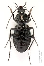 Attēlu rezultāti vaicājumam “Carabus arcensis”