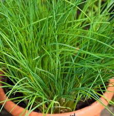 Image result for Schnittlauch