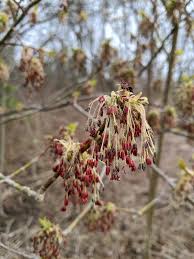 Attēlu rezultāti vaicājumam “Acer negundo female flower”