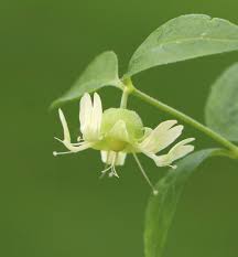 Attēlu rezultāti vaicājumam “Silene baccifera flower”