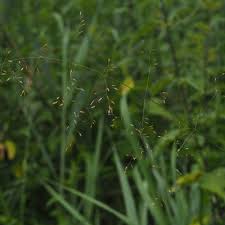 Attēlu rezultāti vaicājumam “Poa palustris leaf”