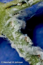 Attēlu rezultāti vaicājumam “Enteridium olivaceum young”