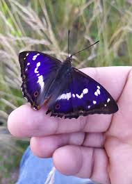 Attēlu rezultāti vaicājumam “Apatura iris”