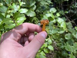 Attēlu rezultāti vaicājumam “Cantharellus lutescens”