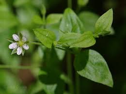 Attēlu rezultāti vaicājumam “Moehringia trinervia”