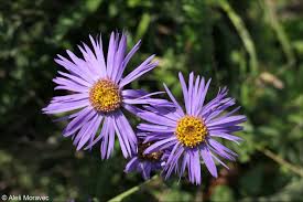 Image result for Aster amellus