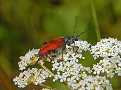Attēlu rezultāti vaicājumam “Anastrangalia sanguinolenta”
