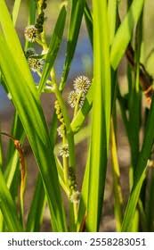 Attēlu rezultāti vaicājumam “Sparganium neglectum fruit”