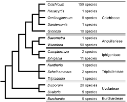Attēlu rezultāti vaicājumam “Colchicaceae”