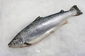 Image result for Salmo salar