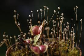 Image result for Utricularia