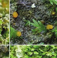 Attēlu rezultāti vaicājumam “Octospora splachnophila”