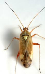 Attēlu rezultāti vaicājumam “Rhabdomiris striatellus imago”