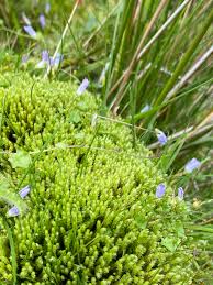Attēlu rezultāti vaicājumam “Philonotis sporophyte”