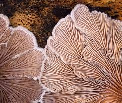 Attēlu rezultāti vaicājumam “Lenzites betulina”