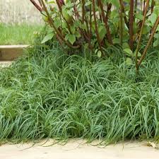Attēlu rezultāti vaicājumam “Carex caryophyllea leaf”