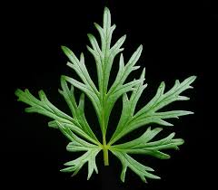 Attēlu rezultāti vaicājumam “Aconitum napellus leaf”