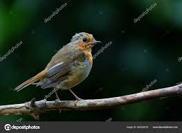 Attēlu rezultāti vaicājumam “Erithacus rubecula juvenile”