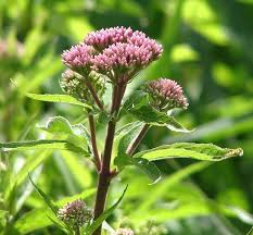 Image result for Eupatorium cannabinum