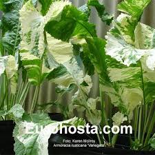 Attēlu rezultāti vaicājumam “Armoracia rusticana bud”