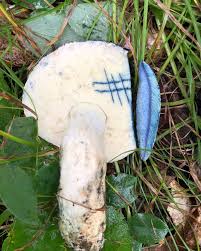 Attēlu rezultāti vaicājumam “Gyroporus cyanescens”