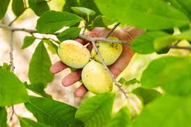 Attēlu rezultāti vaicājumam “Peucedanum palustre fruit”