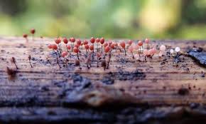 Attēlu rezultāti vaicājumam “Comatricha nigra macro”