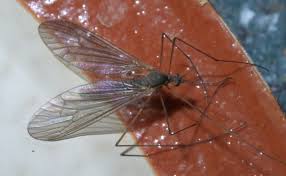 Attēlu rezultāti vaicājumam “Trichocera regelationis”