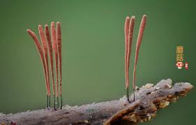 Attēlu rezultāti vaicājumam “Craterium sp.”