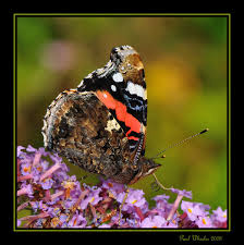 Attēlu rezultāti vaicājumam “Vanessa atalanta underside”