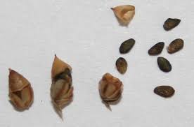 Attēlu rezultāti vaicājumam “Plantago lanceolata fruit”