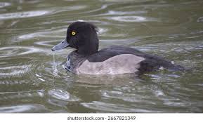 Attēlu rezultāti vaicājumam “Aythya fuligula male”