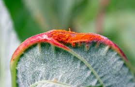 Attēlu rezultāti vaicājumam “Triphragmium ulmariae”